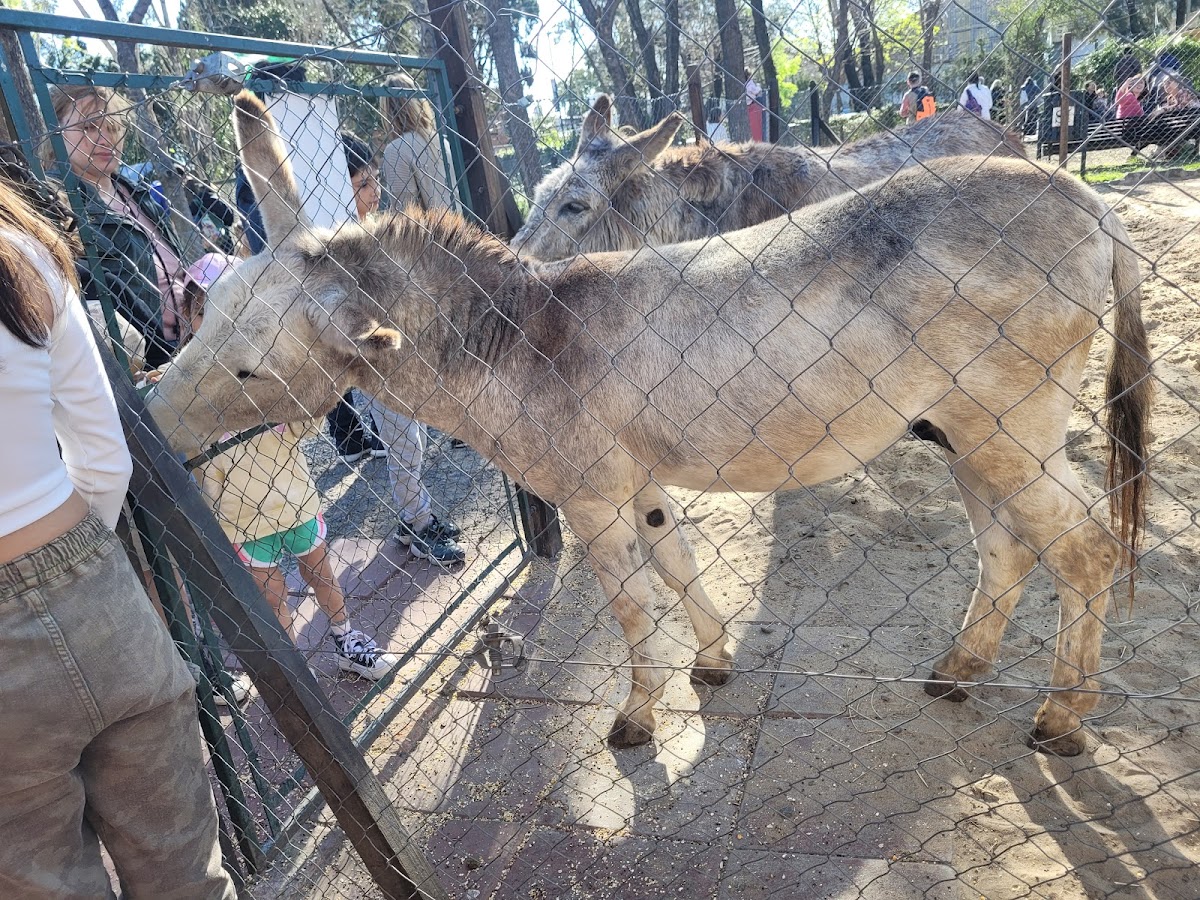 Cacha Educativa San Isidro Labrador: plan gratis para chicos