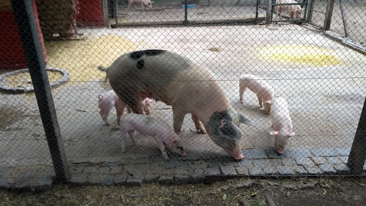 Cacha Educativa San Isidro Labrador: plan gratis para chicos