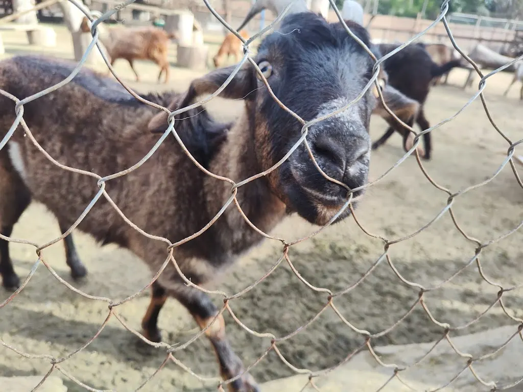Granja Educativa Don Benito: ¡diversión y aprendizaje gratis en familia!