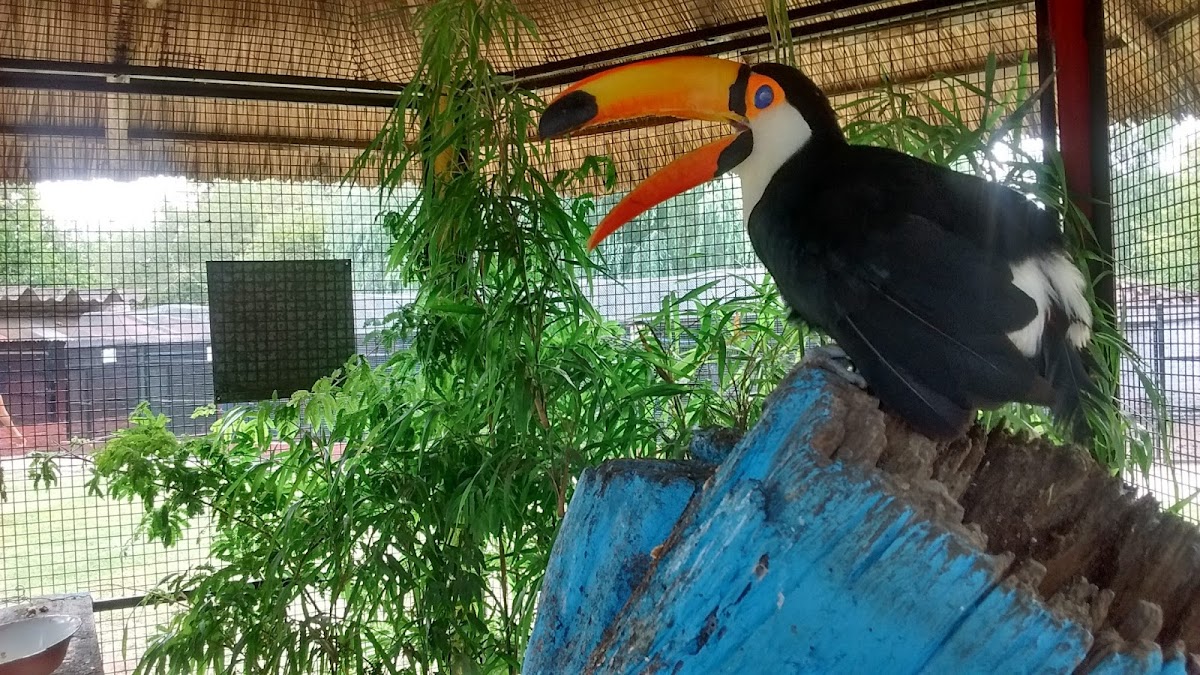 Granja Don Mario en Burzaco: ¡conocer animales al aire libre y gratis!