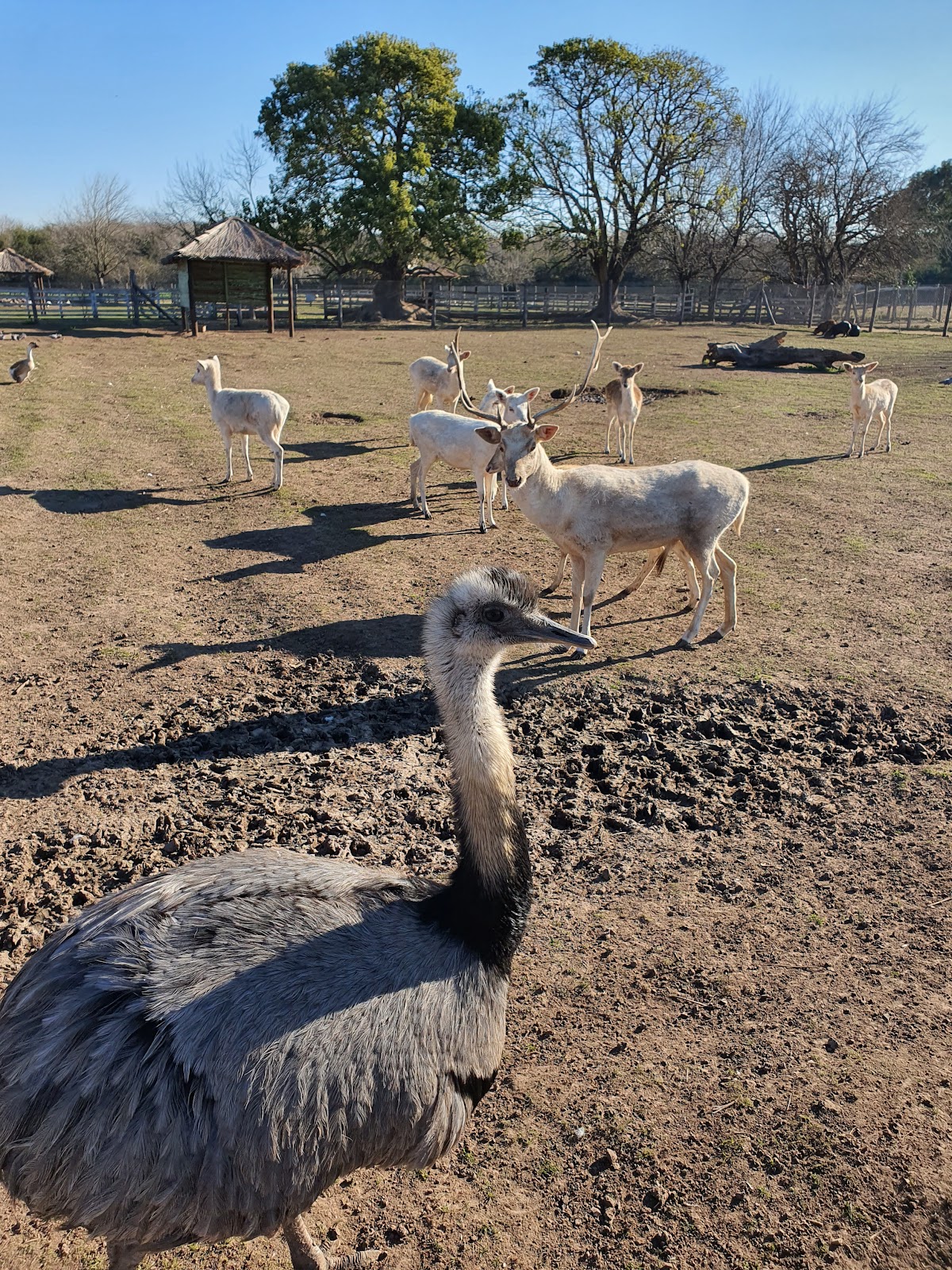 Granja Don Mario en Burzaco: ¡conocer animales al aire libre y gratis!