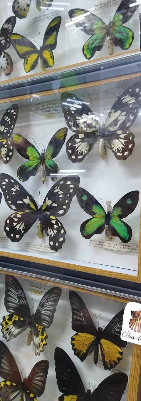 Museo Mariposas del Mundo